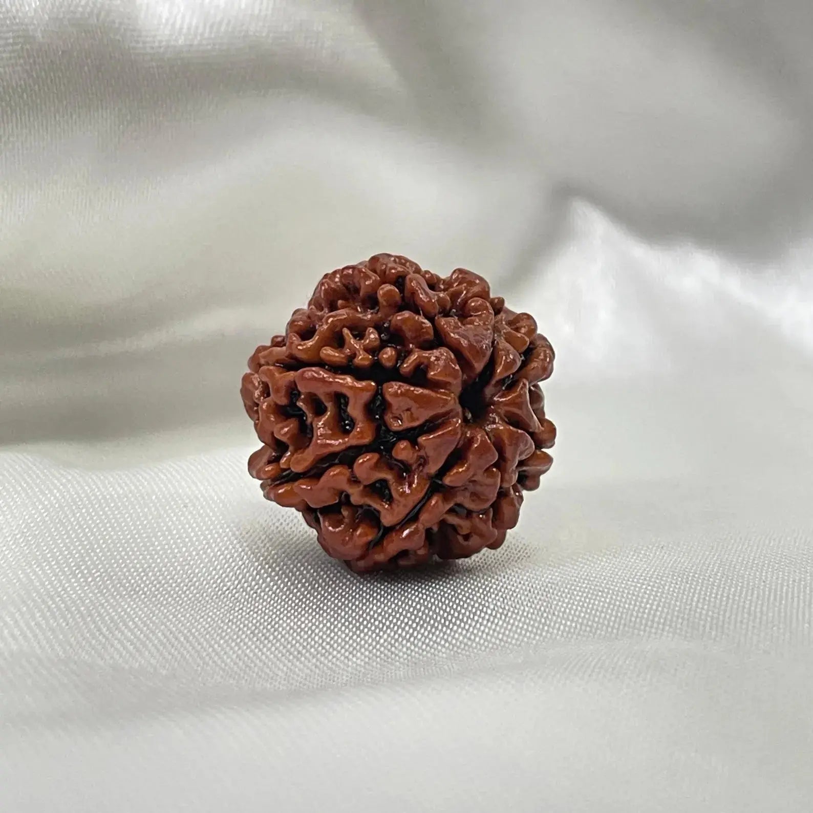 8 Mukhi Nepali Siddh Rudraksha | Rare Ganesh Rudraksha for Wisdom & Obstacle Removal